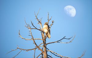 Preview wallpaper hawk, bird, tree, branches, watching, wildlife