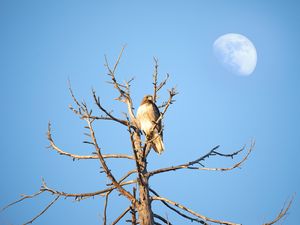 Preview wallpaper hawk, bird, tree, branches, watching, wildlife