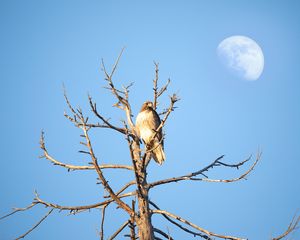 Preview wallpaper hawk, bird, tree, branches, watching, wildlife