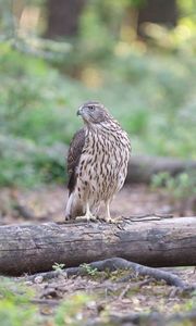 Preview wallpaper hawk, bird, tree, forest, wildlife