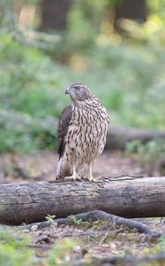 Preview wallpaper hawk, bird, tree, forest, wildlife