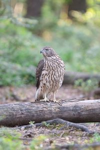 Preview wallpaper hawk, bird, tree, forest, wildlife