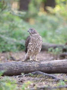 Preview wallpaper hawk, bird, tree, forest, wildlife