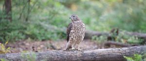 Preview wallpaper hawk, bird, tree, forest, wildlife