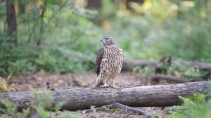 Preview wallpaper hawk, bird, tree, forest, wildlife