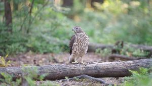 Preview wallpaper hawk, bird, tree, forest, wildlife