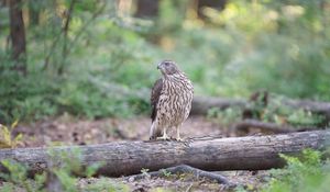 Preview wallpaper hawk, bird, tree, forest, wildlife