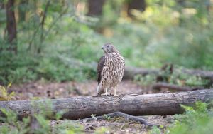 Preview wallpaper hawk, bird, tree, forest, wildlife
