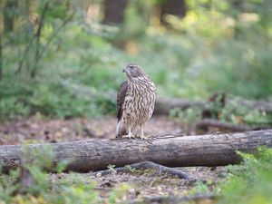 Preview wallpaper hawk, bird, tree, forest, wildlife