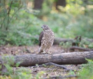 Preview wallpaper hawk, bird, tree, forest, wildlife
