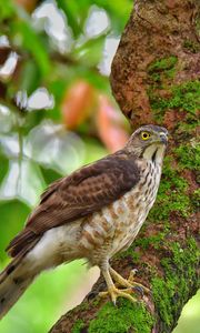 Preview wallpaper hawk, bird, tree