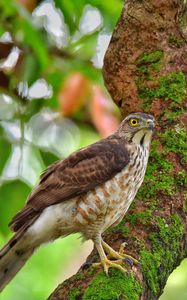 Preview wallpaper hawk, bird, tree