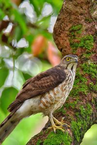 Preview wallpaper hawk, bird, tree
