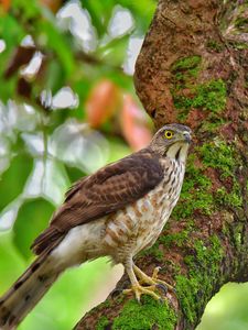 Preview wallpaper hawk, bird, tree
