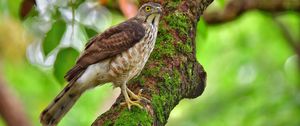 Preview wallpaper hawk, bird, tree