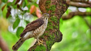 Preview wallpaper hawk, bird, tree