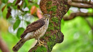 Preview wallpaper hawk, bird, tree