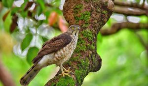 Preview wallpaper hawk, bird, tree