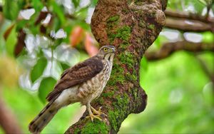 Preview wallpaper hawk, bird, tree