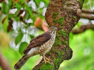 Preview wallpaper hawk, bird, tree