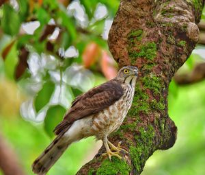 Preview wallpaper hawk, bird, tree