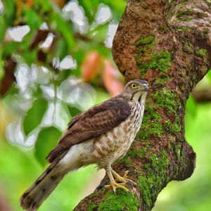 Preview wallpaper hawk, bird, tree