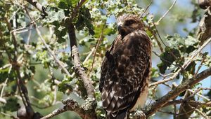 Preview wallpaper hawk, bird, tree, flowers, branches