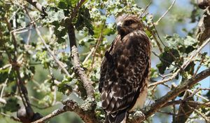 Preview wallpaper hawk, bird, tree, flowers, branches