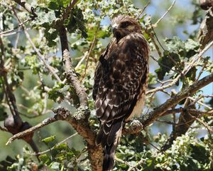 Preview wallpaper hawk, bird, tree, flowers, branches
