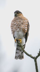 Preview wallpaper hawk, bird, watching, branch, wildlife