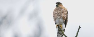 Preview wallpaper hawk, bird, watching, branch, wildlife