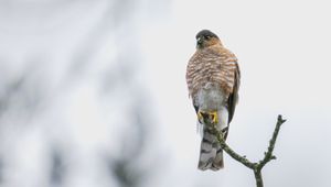 Preview wallpaper hawk, bird, watching, branch, wildlife