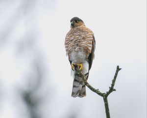 Preview wallpaper hawk, bird, watching, branch, wildlife