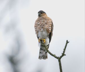 Preview wallpaper hawk, bird, watching, branch, wildlife