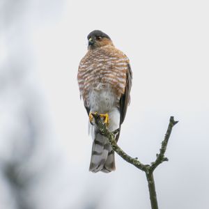 Preview wallpaper hawk, bird, watching, branch, wildlife