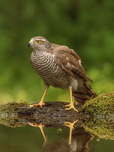Preview wallpaper hawk, bird, water, reflection, blur