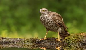 Preview wallpaper hawk, bird, water, reflection, blur