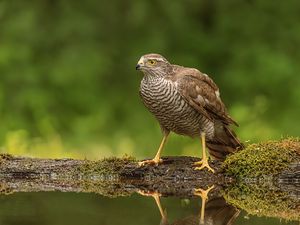 Preview wallpaper hawk, bird, water, reflection, blur