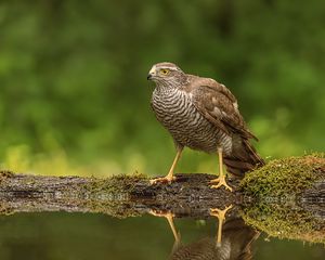 Preview wallpaper hawk, bird, water, reflection, blur