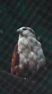 Preview wallpaper hawk, bird, white, predator
