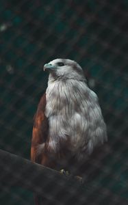 Preview wallpaper hawk, bird, white, predator