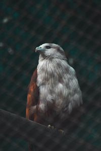 Preview wallpaper hawk, bird, white, predator
