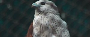 Preview wallpaper hawk, bird, white, predator