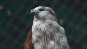 Preview wallpaper hawk, bird, white, predator