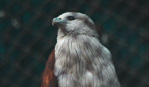 Preview wallpaper hawk, bird, white, predator
