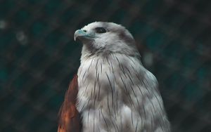 Preview wallpaper hawk, bird, white, predator