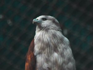 Preview wallpaper hawk, bird, white, predator