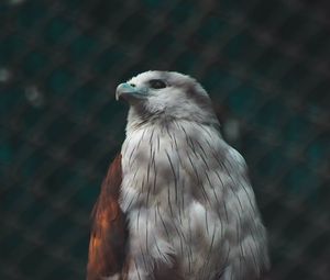 Preview wallpaper hawk, bird, white, predator