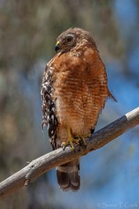 Preview wallpaper hawk, bird, wildlife, branch