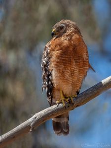 Preview wallpaper hawk, bird, wildlife, branch